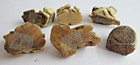 6 Japanese Netsuke-style Carved Figurine Animals - Ram Dog Crane Monkey Goat