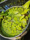     live Floating Plant Mix - Water Lettuce  Salvinia  Duckweed - Pond   Aquarium