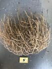 Tumbleweed Tumble Weeds Tumbleweeds West Texas Russian Thistle 17    -  20   