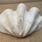 Large Tridacna Gigas Natural Clam Shell 12    X 7   