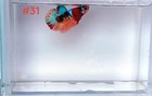 Betta Nemo Multi Male Live Fish High Quality 31