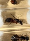 Red Carpenter Ant Queen  Camponotus Chromaiodes  Freshly Caught Feeder Insect