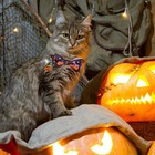 4 Pack Halloween Cat Collar With Bow Tie And Bell breakaway Kitten Collar For Gi