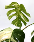 Monstera Albo Borsigiana Variegated Top Cutting Rooted