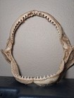 Bull Shark Jaw Bone cabin Decor Collectible Display  With Teeth
