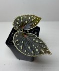 Begonia Firefly - Iridescent Blue Begonia - 2 5    Starter Plant 