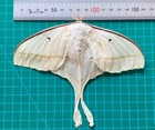 2 Real Luna Moth Taxidermy Butterfly Insect Entomology Collection Art Decor