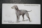 Bedlington Terrier   Vintage 1931 Illustrated Dog Card  Df29ms