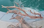Large Driftwood Manzanita Aquascape Aquarium Terrarium  Bonsai 27   22   14 