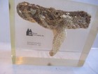 Vtg Rare Real Rattlesnake Head No Fangs Resin Lucite Taxidermy Science