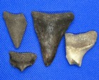 4 Megalodon Shark Teeth Fossil Black Creek  Clay Co  Florida Rare Site Authentic