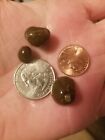 25 Live Freshwater Olive Nerite Snails Eats Lots Of Algae Great Cleaners 