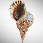 Giant Charonia Triton Trumpet Specimen