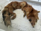 Fox Whole Hide Hair-on Natural Fur Pelt Red Brown White Black