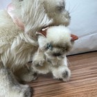 Applause Avanti Vintage Siamese Cat Mother And Kitten Plush Faux Fur 1983 15in