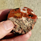 Henry Mountain Petrified Wood      4 1 Oz 
