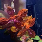 Ludwigia Sp   super Red Mini  - Buy3get1free - Live Aquarium Red Plant Aquascape