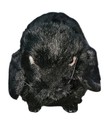 Hansa Plush Black Rabbit