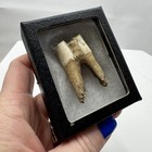 Antique Cow Tooth In Display Box Oddity Cattle Bovine Specimen