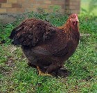 12  Rare Breed Chicken Fertile Hatching Eggs Orpington  Cochin  Ayem Cemani 