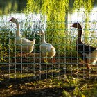 Durable Electric Poultry Netting Fence 47 5  H X 168  L For Chicken Duck Goose