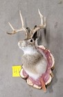 New Jackalope Mount taxidermy deer Mount antlers craft hunting art fishing gift