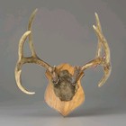 Vintage Whitetail Deer Antler Mount Plaque 8 Point Cabin Decor Rustic Taxidermy