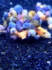 5 Baby Mixed Mystery Snails  Pea-sized  Live Freshwater Aquarium Snails