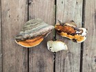 Tree Conk Shelf Mushroom Fungus Lot Of 3 Grown In Pnw Wa