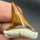 Fire Red Mako Shark Tooth Peru 1 34    Museum Grade Fossil Shark Tooth