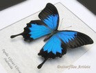 Metallic Blue Papilio Ulysses Swallowtail Butterfly Framed Entomology Shadowbox