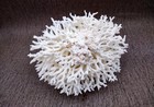 White Birdsnest Coral Cluster Seriatopora Hystrix  1 Coral Approx  7-8  Inches 
