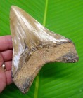 5 25  Megalodon Shark Tooth Real  Fossil W  Xl Display Stand - No Restorations