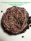      terry s  We Got Composting Worms    Earth Friendly   Fresh  Free Shipping      