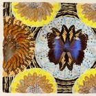 Real Butterfly Wing Collage Art Symmetrical Blue Morpho Yellow Orange Wings