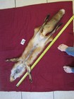Garment Tanned Red Fox Pelt With Feet Claws  Thick Winter Fur  Nice Coloring