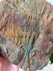 Museum Quality Silurian Crinoid Scyphocrinites  sea Lily  Fossil Plate - Morocco