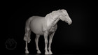 Venti 1 20   Sigi  Dulmen Pony Mare   3d Print Resin Model Horse By Hexed Hooves