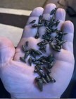 10  Live Malaysian Trumpet Snails  Plus 2 Free Ramshorn Snails  Buy Two Get One