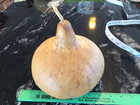 Clean Dry Gourd For Crafting  7   diameter  7    High  22 5    Circumference