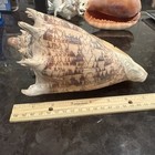 Vintage Cymbiola Voluta Imperialis Burch  7 5 Inches