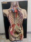 Big Antique 1930s 3d Anatomical Model Of Human Body  Lymphatic System 92 X 57 Cm