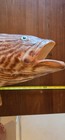 Large Grouper Mount  Fiberglass Taxidermy