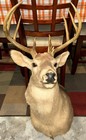 White Tail Deer Shoulder Mounts