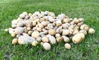 Huge Lot 300 Dried Gourds Round  Oval  Egg Shaped  1   -7 5    Long