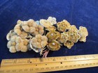 Vintage Millinery Flower Collection Lot Tan Brown 1-1 1 2  All Velvet H5655