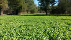 5 Lbs Deer Greens Purple Top Turnip Daikon Radish Rape Seed Deer Food Plot Seed 