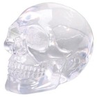 Small Translucent See Through Clear Human Skull Head Figurine Skeleton New