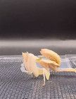 Live Orchid Mantis  hymenopus Coronatus  L2 Pre-order