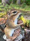 Chipmunk Taxidermy  Eastern Chipmunk Mount  Squirrel Taxidermy  Nature gift  New